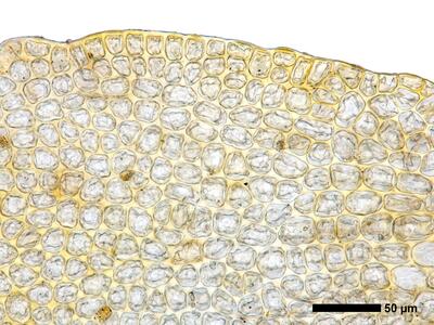 tritomaria scitula 1 flankenblatt blattrand