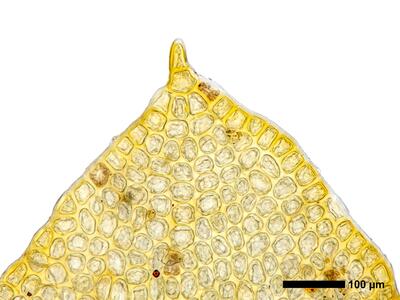 tritomaria scitula 1 flankenblatt blattspitze