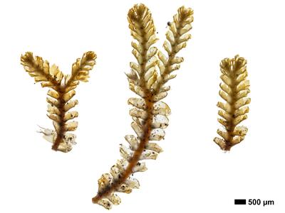 tritomaria scitula 1 habitus oberseite