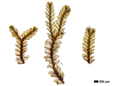 tritomaria scitula 1 habitus unterseite