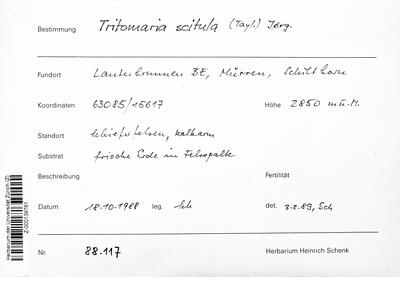 tritomaria scitula 1 herbarbeleg