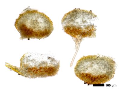 tritomaria scitula 1 stamm quer
