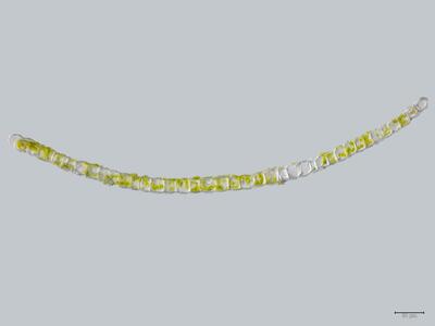 tritomaria scitula blatt quer