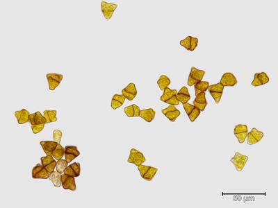 tritomaria scitula brutgemmen