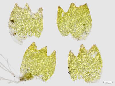 tritomaria scitula flankenblatt