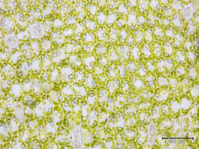 tritomaria scitula flankenblatt blattmitte