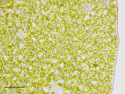 tritomaria scitula flankenblatt blattrand