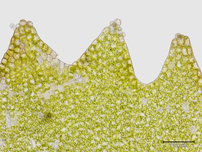 tritomaria scitula flankenblatt blattspitze