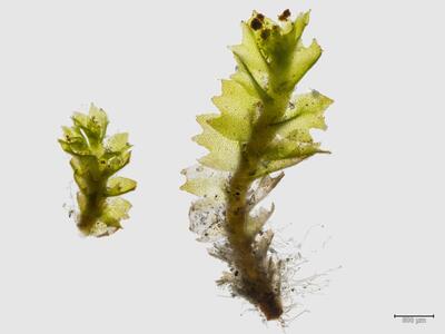 tritomaria scitula habitus oberseite