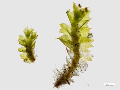 tritomaria scitula habitus unterseite