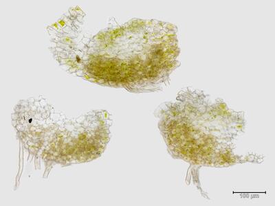 tritomaria scitula stamm quer
