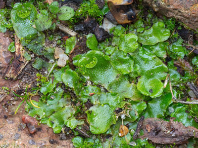 lunularia cruciata2