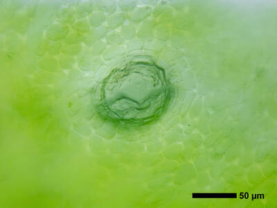 lunularia cruciata air pore anterior view
