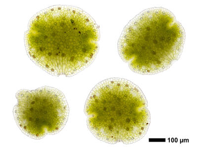 lunularia cruciata gemmae