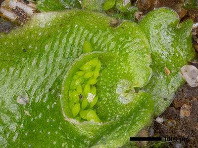 lunularia cruciata gemmae cup