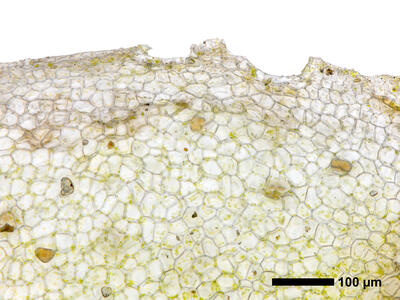lunularia cruciata gemmae cup margin