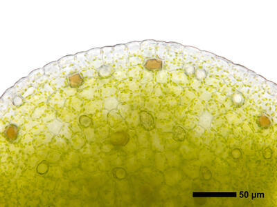 lunularia cruciata gemmae margin