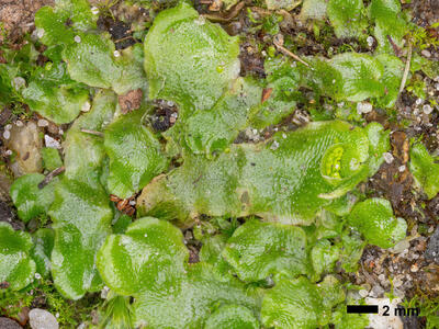 lunularia cruciata stature