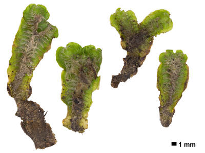 lunularia cruciata stature dorsal side
