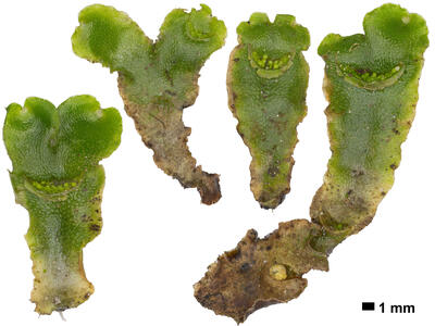 lunularia cruciata stature ventral side