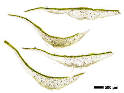 lunularia cruciata thallus cross section