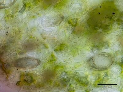 marchantia paleacea atempore aufsicht