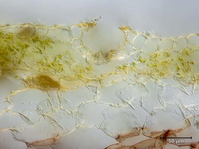 marchantia paleacea atempore quer