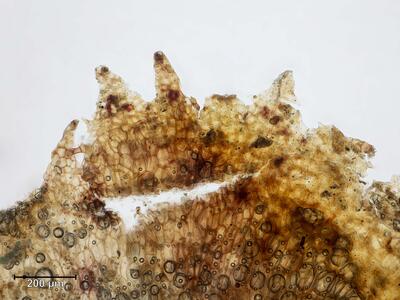 marchantia paleacea brutbecherrand