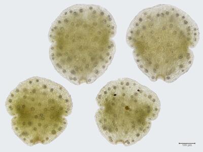 marchantia paleacea brutgemmen