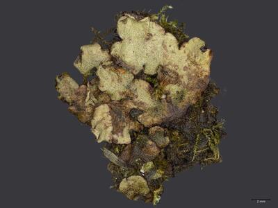 marchantia paleacea habitus