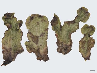 marchantia paleacea habitus oberseite
