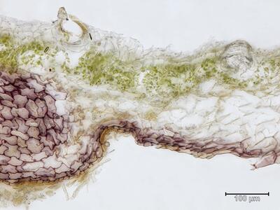 marchantia paleacea thallus assimilationsgewebe quer