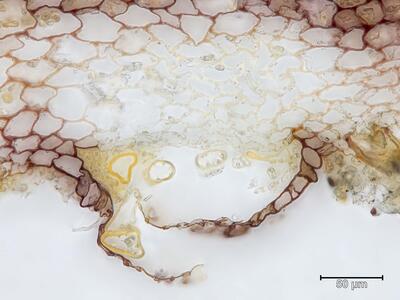 marchantia paleacea thallus bauchschuppen quer