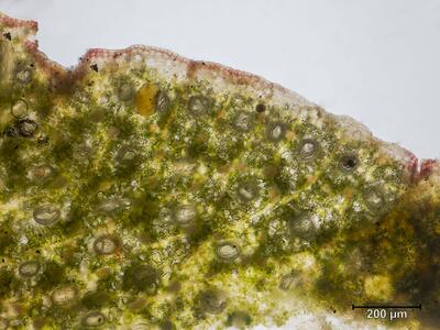 marchantia paleacea thallusrand