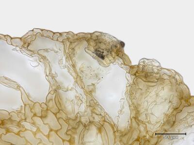 marchantia polymorpha ssp montivagans archegonientraeger atempore quer