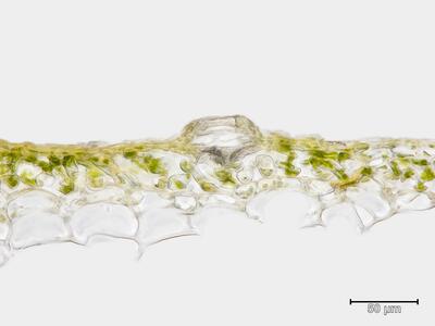 marchantia polymorpha ssp montivagans atempore quer