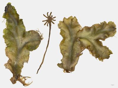 marchantia polymorpha ssp montivagans habitus oberseite