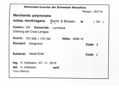 marchantia polymorpha ssp montivagans herbarbeleg