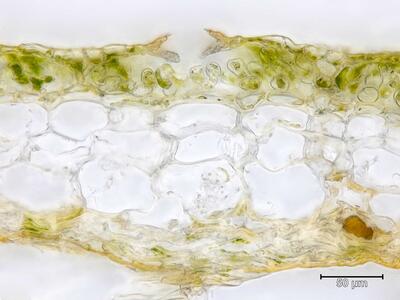 marchantia polymorpha ssp montivagans thallus atempore quer