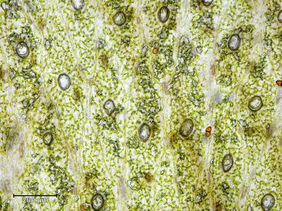 marchantia polymorpha ssp montivagans thallus aufsicht