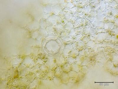 marchantia polymorpha ssp polymorpha atempore aufsicht