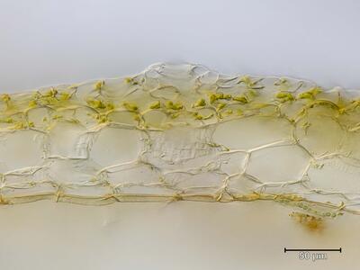 marchantia polymorpha ssp polymorpha atempore quer