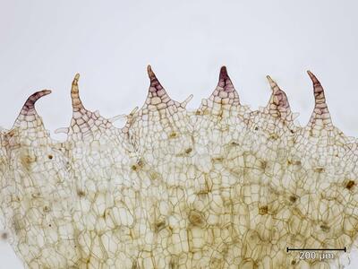 marchantia polymorpha ssp polymorpha brutbecherrand