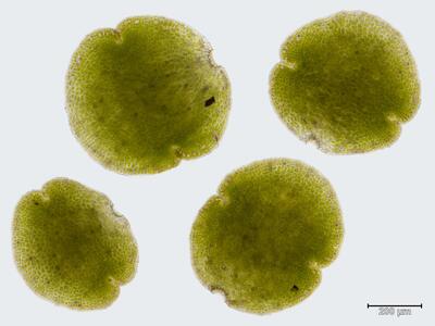 marchantia polymorpha ssp polymorpha brutgemmen