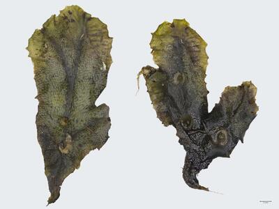 marchantia polymorpha ssp polymorpha habitus oberseite