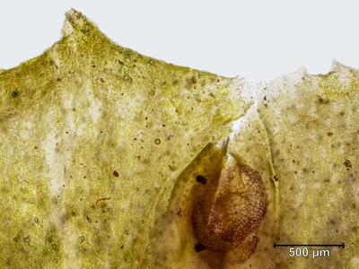 marchantia polymorpha ssp polymorpha thallusrand