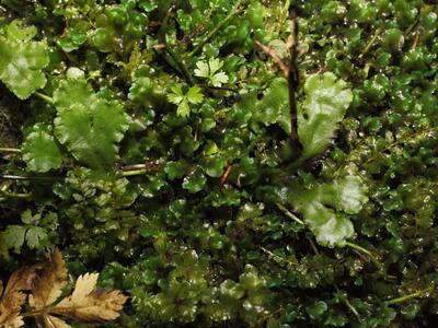 marchantia polymorpha ssp ruderalis
