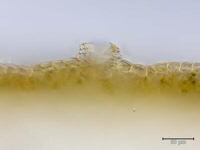 marchantia polymorpha ssp ruderalis atempore quer