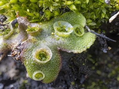 marchantia polymorpha ssp ruderalis brutbecher