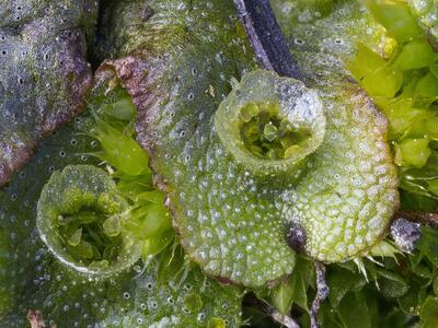 marchantia polymorpha ssp ruderalis brutbecher detail